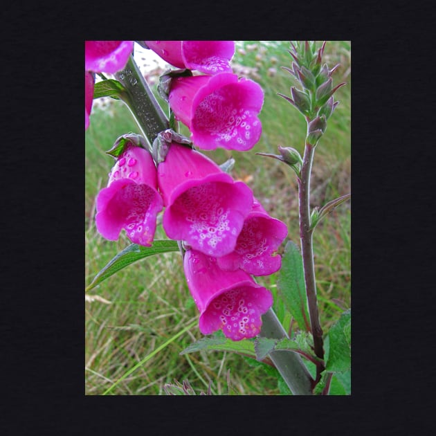 Foxglove (Digitalis) by RedHillDigital